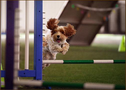wysteria havanese welcome to the new home of rockhurst havanese wysteria havanese welcome to the new home of rockhurst havanese